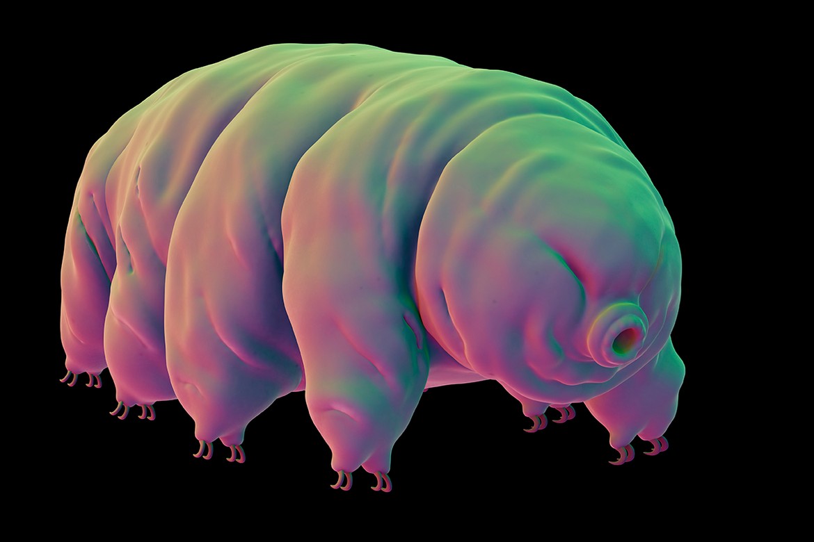 tardigrades orig